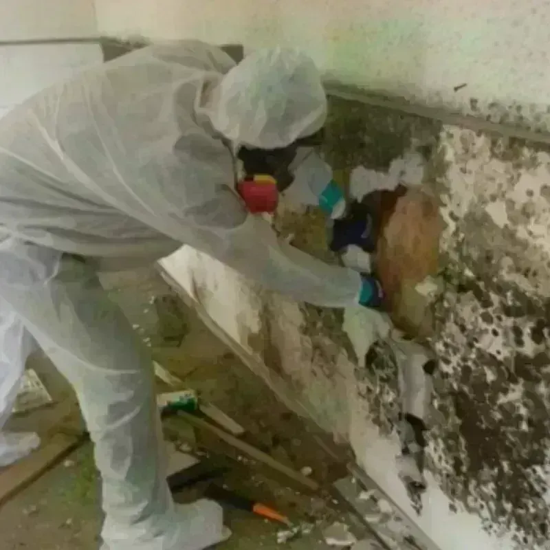 Mold Remediation and Removal in Frazeysburg, OH